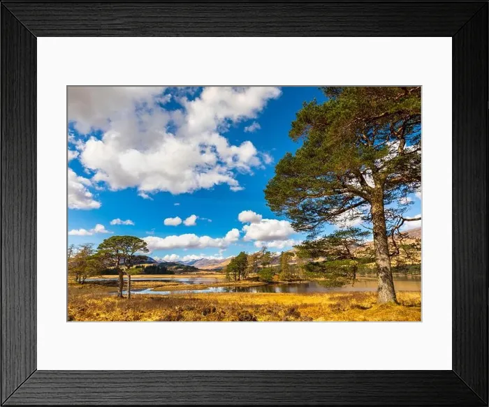 Framed Print : Scots Pine trees on the shores of Loch Tulla, Argyll and Bute, Scottish Highlands, Scotland, United Kingdom, Europe Framed Print : Scots Pine trees on the shores of Loch Tulla, Argyll and Bute, Scottish Highlands, Scotland, United Kingdom, Europe