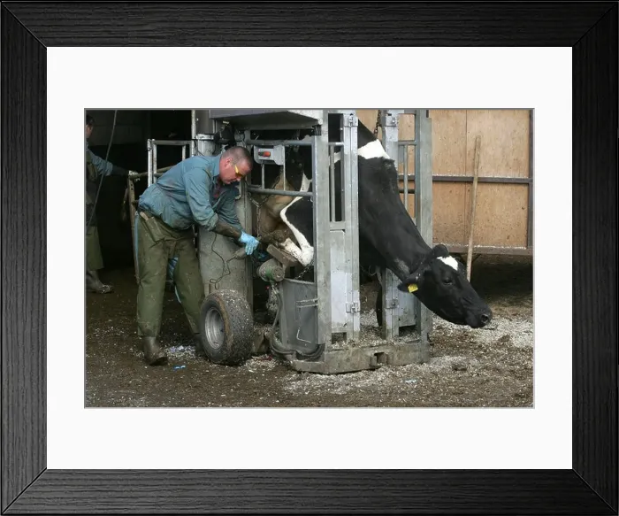 Framed Print : Cattle Foot Trimming Framed Print : Cattle Foot Trimming