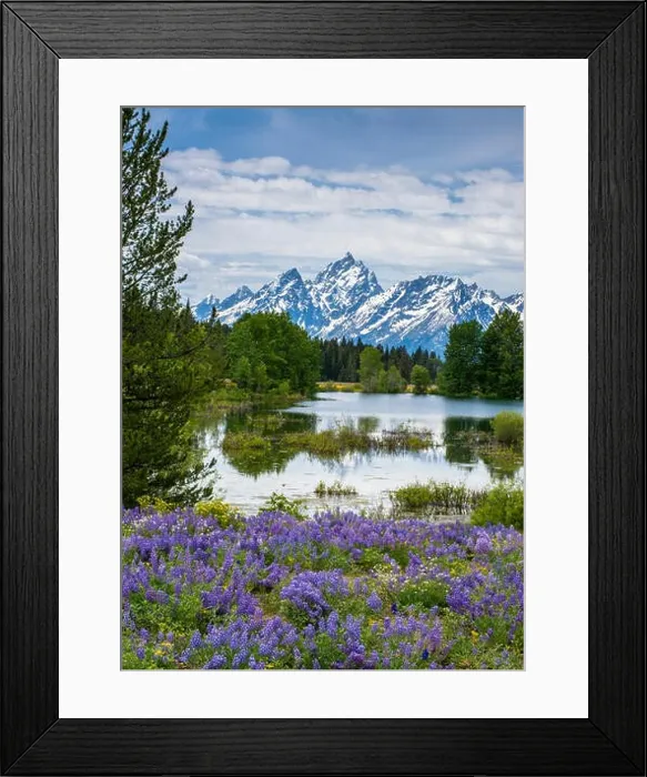 Framed Print : Lupine flowers with the Teton Mountains in the background (Large format sizes available) Framed Print : Lupine flowers with the Teton Mountains in the background (Large format sizes available)