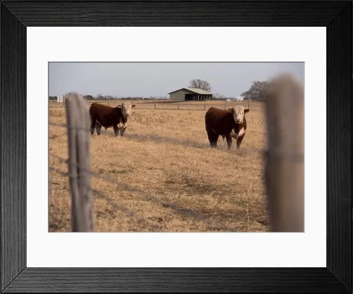 Framed Print : 2 Cows stare at the camera on the Lyndon B Johnson ranch near Johnson City, Texas Framed Print : 2 Cows stare at the camera on the Lyndon B Johnson ranch near Johnson City, Texas