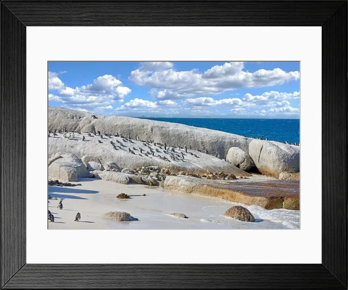 Framed Print : Penguins at Boulders Beach. Black-footed penguin at Boulders Beach, Simonstown, South Africa Framed Print : Penguins at Boulders Beach. Black-footed penguin at Boulders Beach, Simonstown, South Africa