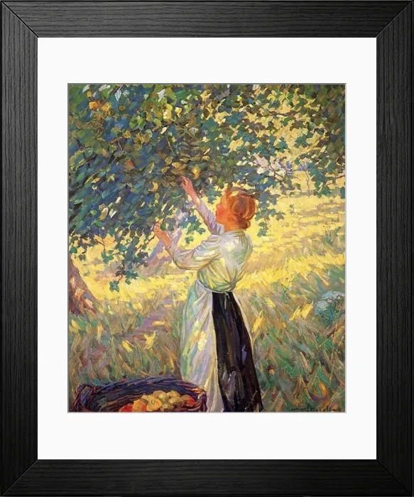 Framed Print : McNicoll, Helen Galloway The Apple Gatherer Framed Print : McNicoll, Helen Galloway The Apple Gatherer