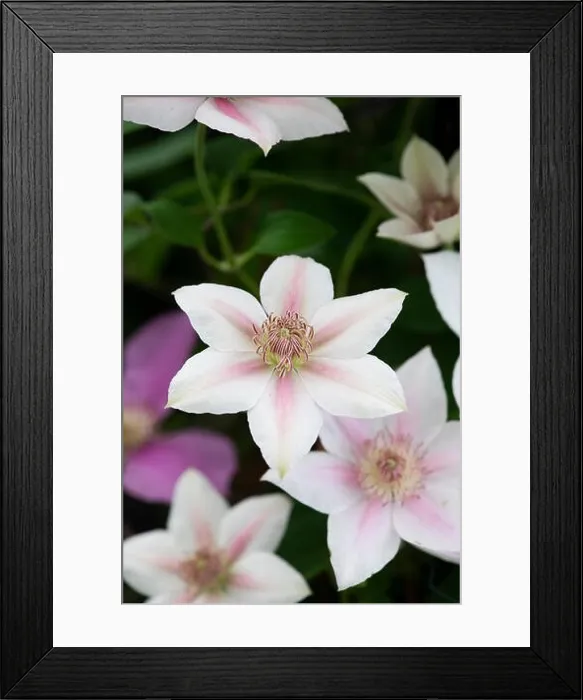 Framed Print : Clematis corinne flowers. Early Large-flowered clematis Corinne Framed Print : Clematis corinne flowers. Early Large-flowered clematis Corinne