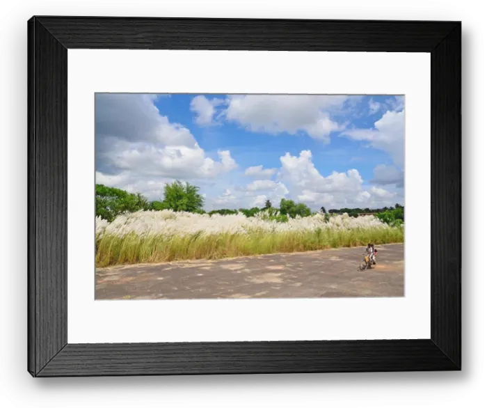 Framed Print : Kaash flowers sway in breeze during autumn season, rural West Bengal, India Framed Print : Kaash flowers sway in breeze during autumn season, rural West Bengal, India