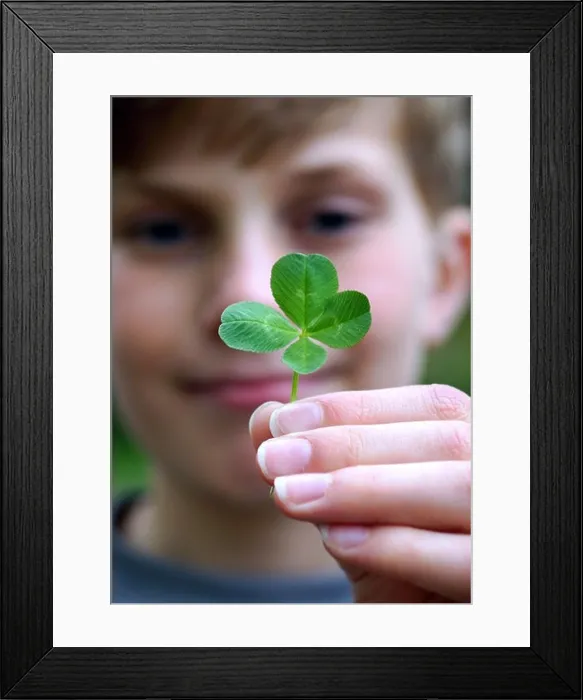 Framed Print : A small boy holds a four leaf clover in his hand Framed Print : A small boy holds a four leaf clover in his hand