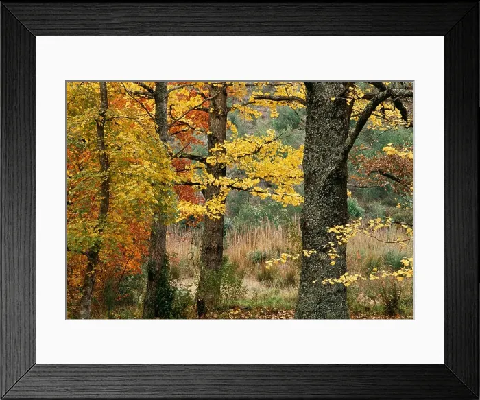 Framed Print : Trees covered in autumn leaves in the Hoggsbck, Eastern Cape, South Africa Framed Print : Trees covered in autumn leaves in the Hoggsbck, Eastern Cape, South Africa