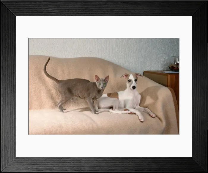 Framed Print : Oriental Shorthair Cat and Whippet puppy Framed Print : Oriental Shorthair Cat and Whippet puppy