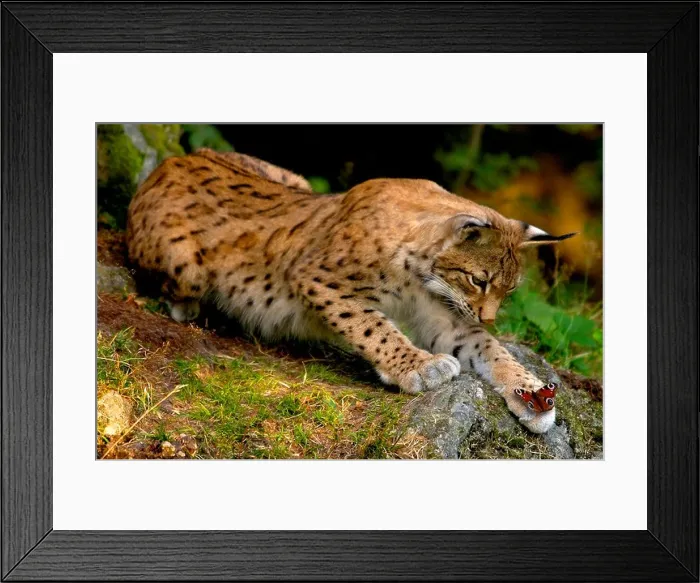 Framed Print : Eurasian lynx (Lynx lynx), looking at a butterfly on its paw Framed Print : Eurasian lynx (Lynx lynx), looking at a butterfly on its paw