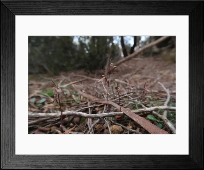 Framed Print : Gnat orchid (Cyrtostylis reniformis) Plantae Framed Print : Gnat orchid (Cyrtostylis reniformis) Plantae