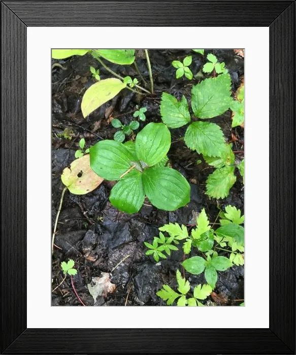 Framed Print : Canadian bunchberry (Cornus canadensis) Plantae Framed Print : Canadian bunchberry (Cornus canadensis) Plantae