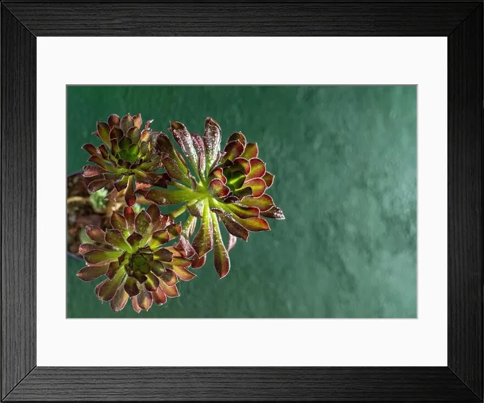 Framed Print : Flower Aeonium Schwarzkopf succulent. Leaves plant. Arboreum Black Rose Framed Print : Flower Aeonium Schwarzkopf succulent. Leaves plant. Arboreum Black Rose