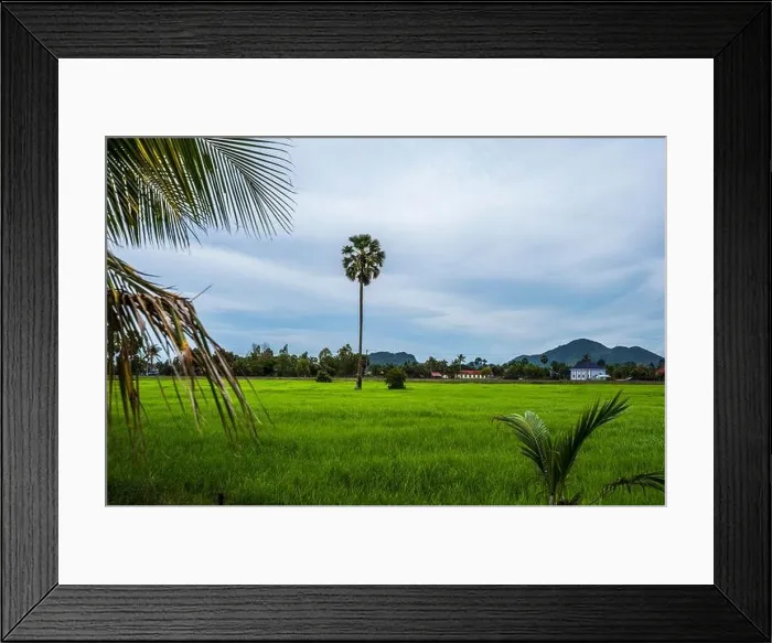 Framed Print : Green flooded rice paddies fields in Cambodia Framed Print : Green flooded rice paddies fields in Cambodia