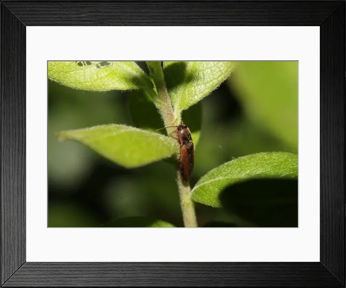 Framed Print : margined click beetle (Dalopius marginatus) Insecta Framed Print : margined click beetle (Dalopius marginatus) Insecta