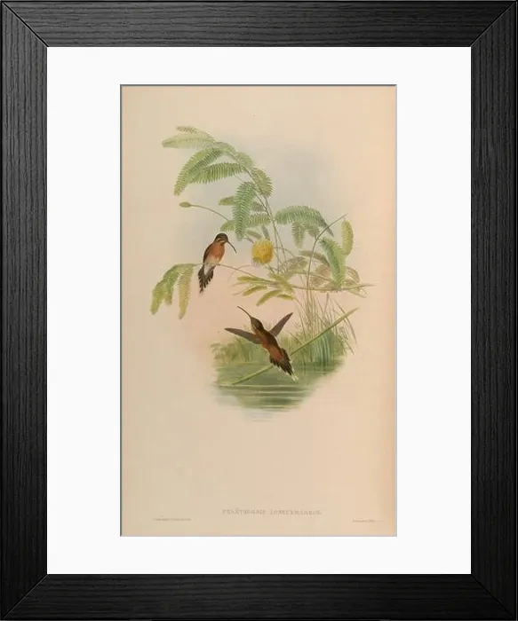 Framed Print : MonographTrochi1Goul 0264 Framed Print : MonographTrochi1Goul 0264