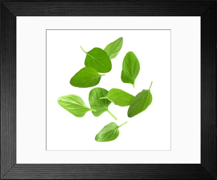 Framed Print : Fresh oregano leaves in air on white background Framed Print : Fresh oregano leaves in air on white background