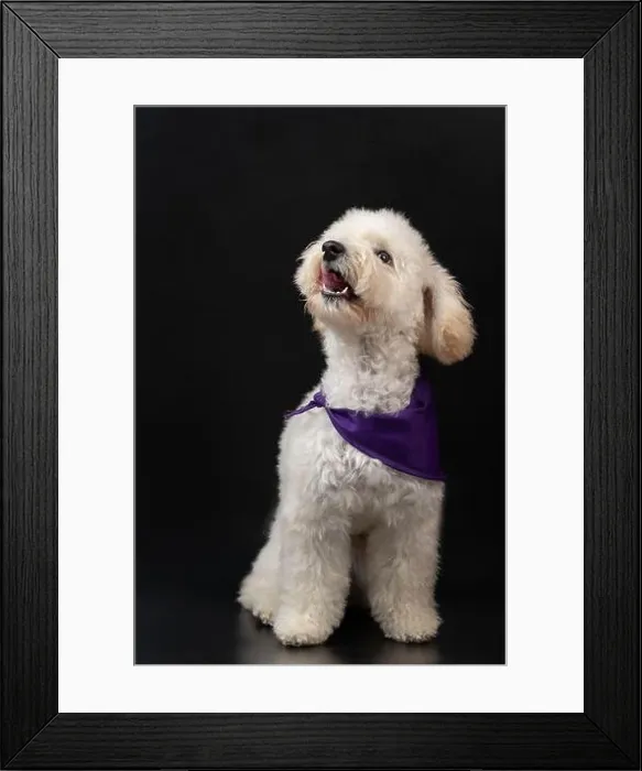 Framed Print : Happy barking white poodle puppy dog isolated on black studio background Framed Print : Happy barking white poodle puppy dog isolated on black studio background