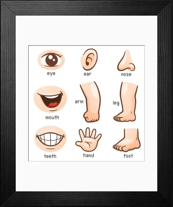 Framed Print : Vector illustration of Vocabulary part of body Framed Print : Vector illustration of Vocabulary part of body