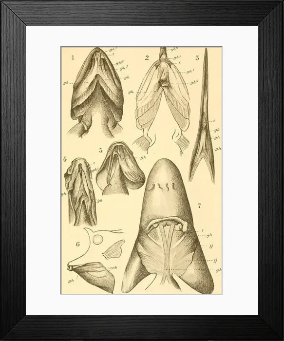 Framed Print : Bulletin biologique de la France et de la Belgique (1901) (19807192794) Framed Print : Bulletin biologique de la France et de la Belgique (1901) (19807192794)