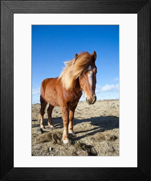 Framed Print : Icelandic horse, Iceland Framed Print : Icelandic horse, Iceland