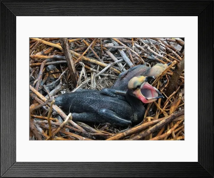 Framed Print : LONG-TAILED CORMORANT, ( Phalacrocorax africanus) as known as, Reed Cormorant chicks in a nest at Musambwa Island in Lake Victoria Uganda Framed Print : LONG-TAILED CORMORANT, ( Phalacrocorax africanus) as known as, Reed Cormorant chicks in a nest at Musambwa Island in Lake Victoria Uganda