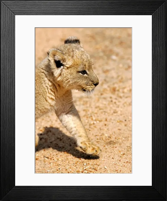 Framed Print : A white lion cub Framed Print : A white lion cub