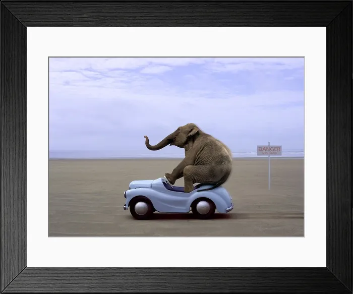 Framed Print : Elephant driving small blue car on beach Framed Print : Elephant driving small blue car on beach