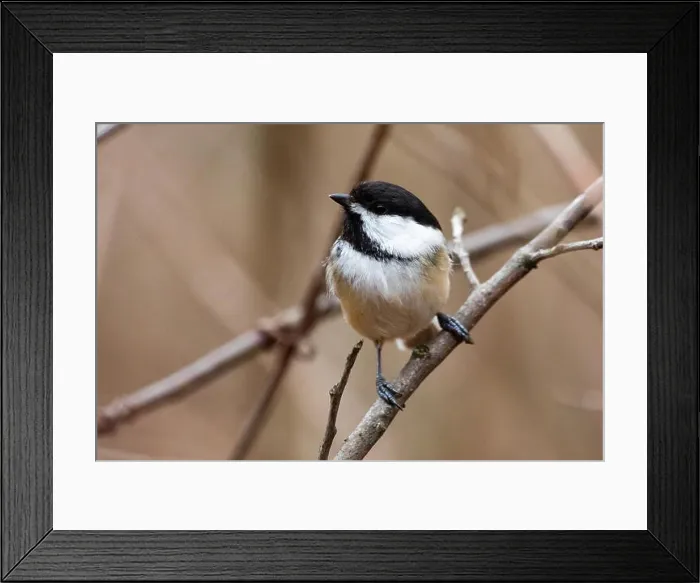 Framed Print : Wildlife Fauna Small Tiny Bird Birds Black Capped Chickadee Framed Print : Wildlife Fauna Small Tiny Bird Birds Black Capped Chickadee