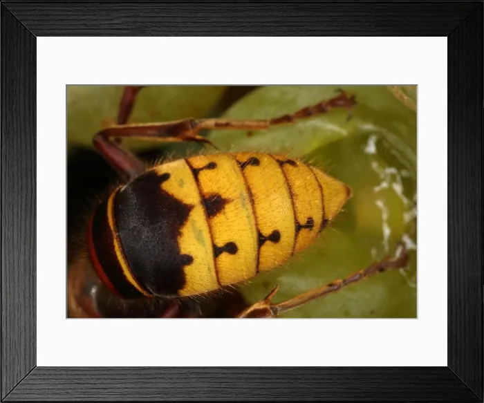 Framed Print : Briescht, Germany, abdomen of a hornet Framed Print : Briescht, Germany, abdomen of a hornet