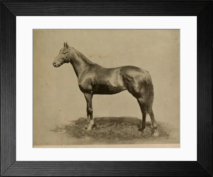Framed Print : Breeder and sportsman. Horses. vol. xxxn. NO. 24. No. 313 BUSH STREET. SAN FRANCISCO, SATURDAY, JUNE 11.1898. SUBSCRIPTION THREE DOLLARS A YEAR. mt Framed Print : Breeder and sportsman. Horses. vol. xxxn. NO. 24. No. 313 BUSH STREET. SAN FRANCISCO, SATURDAY, JUNE 11.1898. SUBSCRIPTION THREE DOLLARS A YEAR. mt