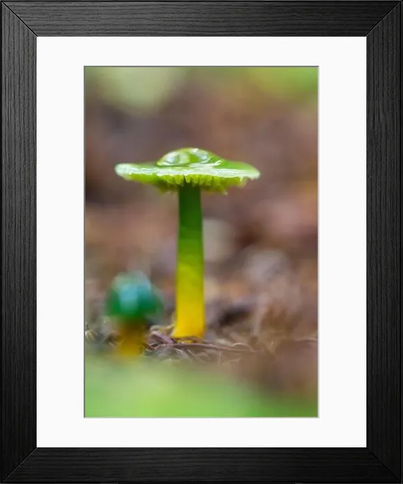 Framed Print : Parrot Toadstool (Hygrocybe psittacina) Framed Print : Parrot Toadstool (Hygrocybe psittacina)