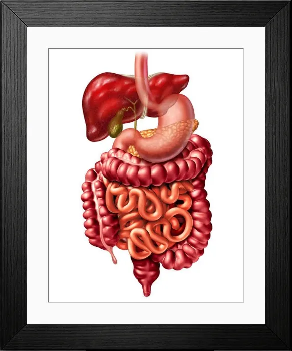 Framed Print : Human digestive system anatomy concept as a liver pancreas and gallbladder with a stomach and large intestine and small intestines