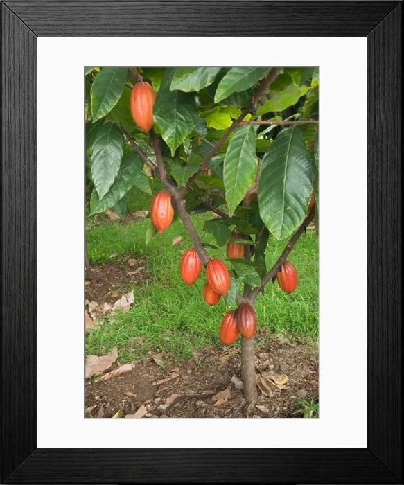 Framed Print : Cacao tree with maturing pods Framed Print : Cacao tree with maturing pods