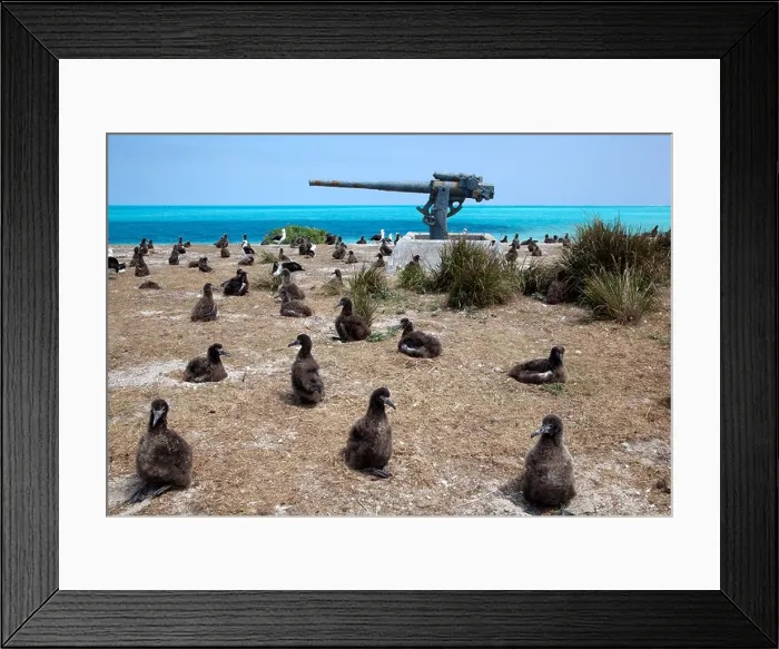 Framed Print : World War II 3 anti-aircraft gun of naval air station on Midway Atoll from 1942 - 1945 in Laysan Albatross nesting colony with juvenile birds Framed Print : World War II 3 anti-aircraft gun of naval air station on Midway Atoll from 1942 - 1945 in Laysan Albatross nesting colony with juvenile birds