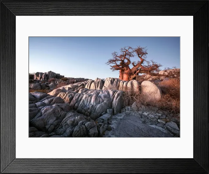Framed Print : Baobab tree on Lekhubu Island, Botswana Framed Print : Baobab tree on Lekhubu Island, Botswana