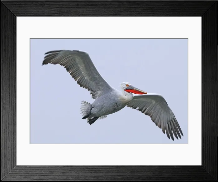 Framed Print : Dalmatian Pelican (Pelecanus crispus) adult in breeding plumage, in flight, Lake Kerkini, Greece