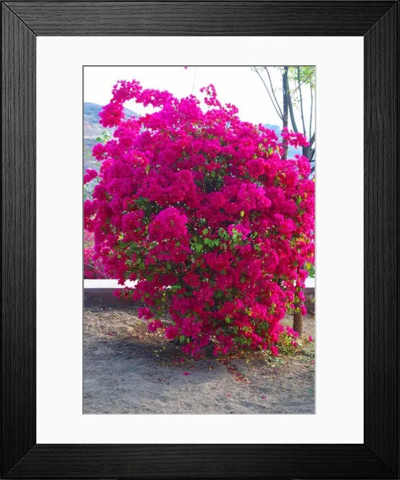 Framed Print : Pink flower tree ; Jodhpur ; Rajasthan ; India Framed Print : Pink flower tree ; Jodhpur ; Rajasthan ; India