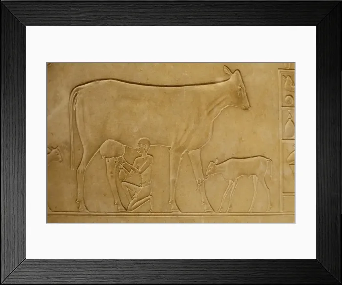 Framed Print : Relief stone carving of man milking cow with calf tethered nearby Egyptian Museum of Antiquities Cairo Egypt Framed Print : Relief stone carving of man milking cow with calf tethered nearby Egyptian Museum of Antiquities Cairo Egypt