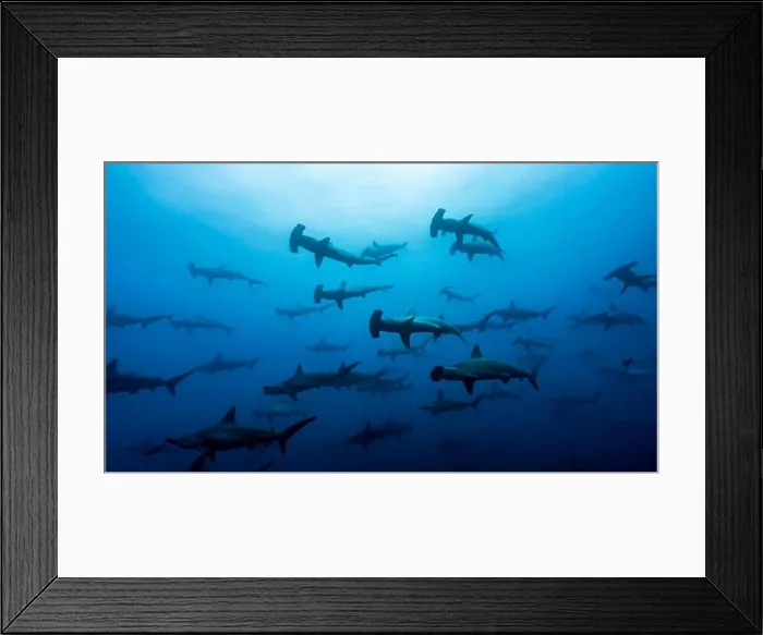 Framed Print : Large School of Scalloped Hammerhead Sharks in Wolf Island, Northern Galapagos, UNESCO World Heritage Site Framed Print : Large School of Scalloped Hammerhead Sharks in Wolf Island, Northern Galapagos, UNESCO World Heritage Site