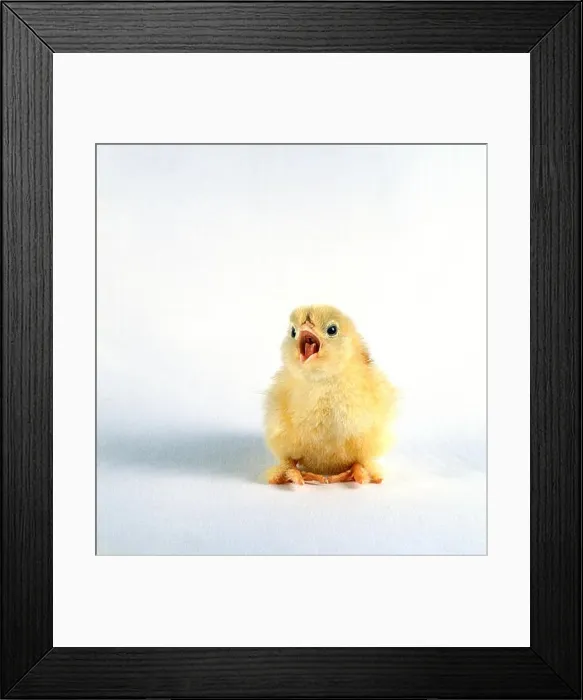 Framed Print : Yellow chick calling, front view Framed Print : Yellow chick calling, front view