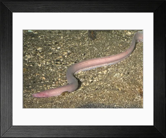 Framed Print : hagfish (Myxine glutinosa) Framed Print : hagfish (Myxine glutinosa)
