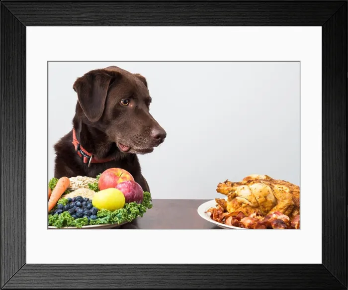Framed Print : Dog staring at meat food Framed Print : Dog staring at meat food
