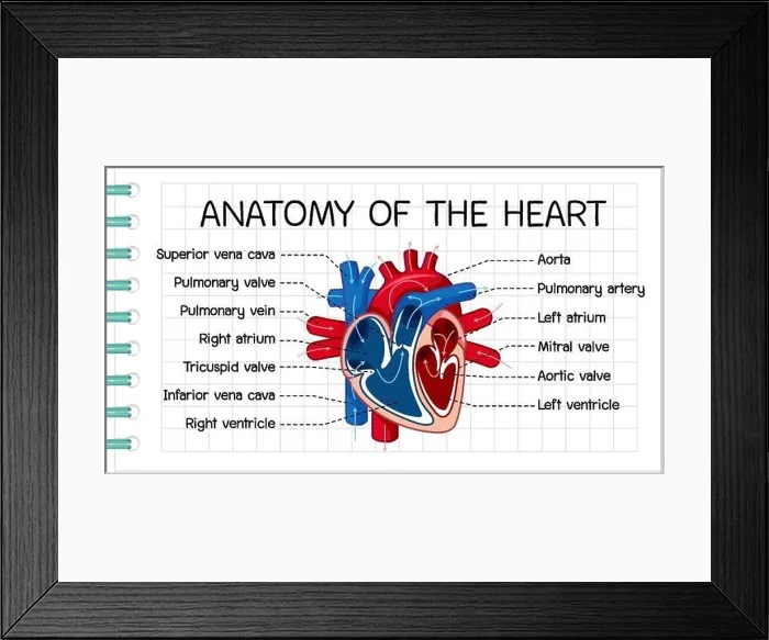 Framed Print : Information poster of human heart diagram illustration Framed Print : Information poster of human heart diagram illustration