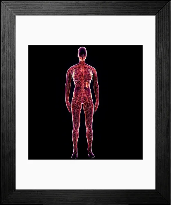 Framed Print : 3d illustration of human body Nervous System anatomy Framed Print : 3d illustration of human body Nervous System anatomy