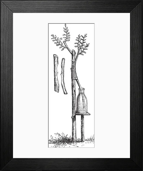 Framed Print : Fig. 5 Approach grafting or Inarching vintage engraving. Old engraved illustration of approach grafting Framed Print : Fig. 5 Approach grafting or Inarching vintage engraving. Old engraved illustration of approach grafting
