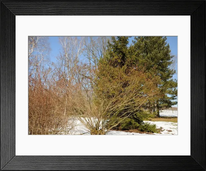 Framed Print : Black pussy willow