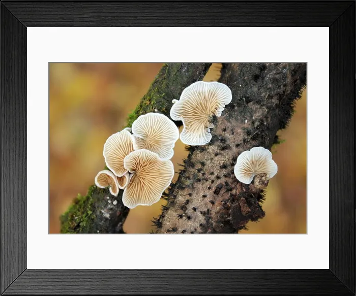 Framed Print : Variable Oysterling Fungi Crepidotus variabilis Framed Print : Variable Oysterling Fungi Crepidotus variabilis