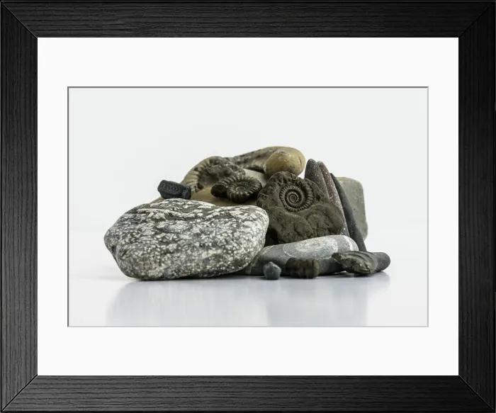Framed Print : A collection of fossils found on the Jurassic Coast including belemnites, ammonites and crinoid stems Framed Print : A collection of fossils found on the Jurassic Coast including belemnites, ammonites and crinoid stems