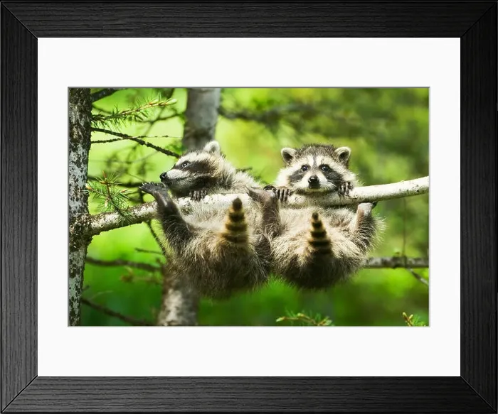 Framed Print : Two baby Common Raccoons (Procyon lotor) precariously grasping a branch on a tree Framed Print : Two baby Common Raccoons (Procyon lotor) precariously grasping a branch on a tree