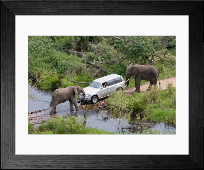 Framed Print : Safari through the jungle, Jeep with two elephants, South Africa, Africa, mr Framed Print : Safari through the jungle, Jeep with two elephants, South Africa, Africa, mr