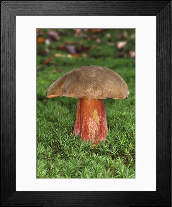 Framed Print : Scartletina Bolete - Boletus luridiformis Framed Print : Scartletina Bolete - Boletus luridiformis